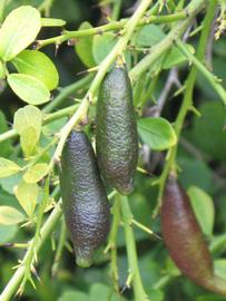            Fruit of  Microcitrus australasica          (Winter Haven, FL)   