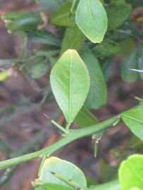              Unifoliolate leaf (Riverside, CA)       