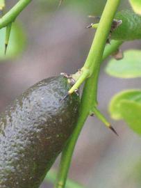              Fruit and first year twig with thorns (Riverside,   CA)       