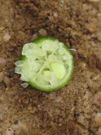              Fruit cross-section (Riverside, CA)       
