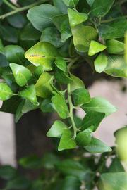            Shade leaves (Riverside, CA)   