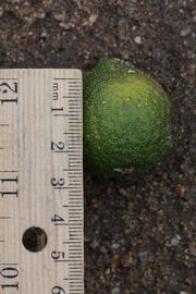              Fruit (Riverside, CA)       