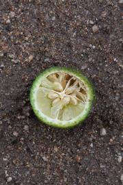              Fruit cross-section (Riverside, CA)       