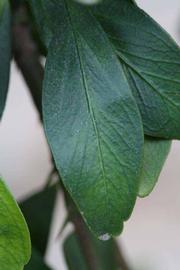                Margin (Riverside, CA)       