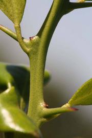              First year twig (Riverside, CA)       