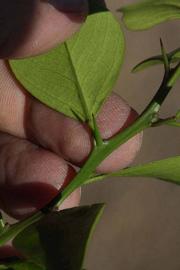            Petiole (Riverside, CA)   