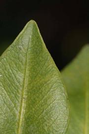              Margin (Riverside, CA)       