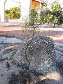              Habit (Winter Haven, FL)       