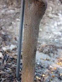              Bark (Winter Haven, FL)       