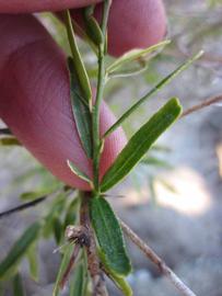              First year twig (Winter Haven, FL)       