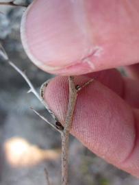              Second - third year twig (Winter Haven, FL)       