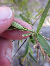              Petiole (Winter Haven, FL)       