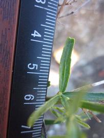            Unifoliolate leaf (Winter Haven, FL)   