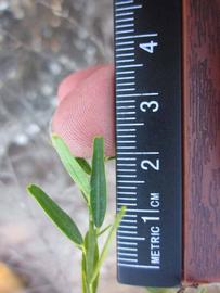            Unifoliolate leaf (Winter Haven, FL)   
