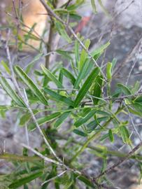            Shade leaves (Winter Haven, FL)   