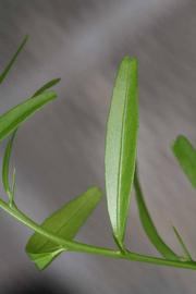              Unifoliolate leaf (Riverside, CA)       