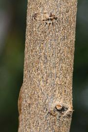              Bark (Riverside, CA)       