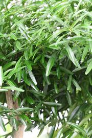              Leaves (Riverside, CA)       