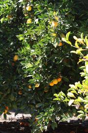            Habit (Riverside, CA)   