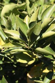            Sun leaves (Riverside, CA)   