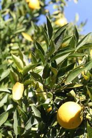            Sun leaves (Riverside, CA)   