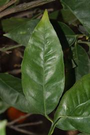              Unifoliolate leaf (Riverside, CA)       