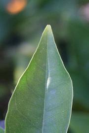              Margin (Riverside, CA)       