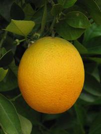            Fruit (Riverside, CA)   