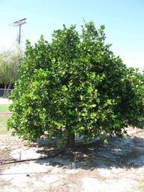              Habit (Winter Haven, FL)       