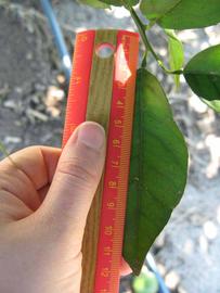              Unifoliolate leaf (Winter Haven, FL)       