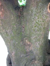            Bark (Winter Haven, FL)   