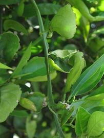            First year twig (Winter Haven, FL)   