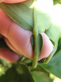              Petiole (Winter Haven, FL)       