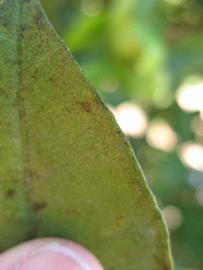              Margin (Winter Haven, FL)       