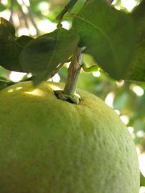              Immature fruit (Winter Haven, FL)       