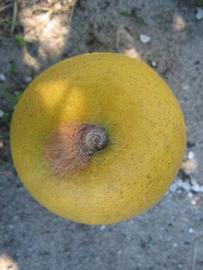              Fruit (Winter Haven, FL)       