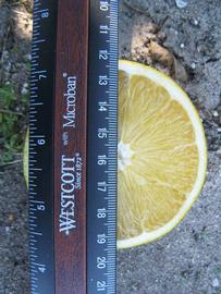              Fruit cross-section (Winter Haven, FL)       