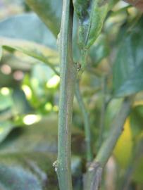              First year twig (Winter Haven, FL)       