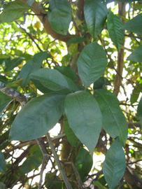            Shade leaves (Winter Haven, FL)   