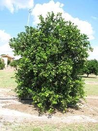            Habit (Winter Haven, FL)   