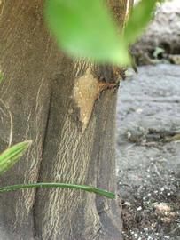            Bark (Winter Haven, FL)      