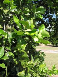              Sun leaves (Winter Haven, FL)       