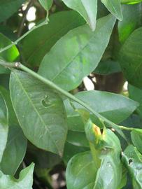              Shade leaves (Winter Haven, FL)       
