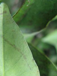              Margin (Winter Haven, FL)       