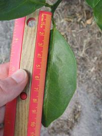              Unifoliolate leaf (Winter Haven, FL)       