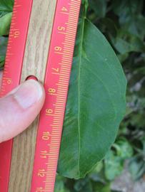              Unifoliolate leaf (Winter Haven, FL)       