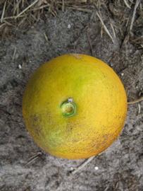              Fruit (Winter Haven, FL)       