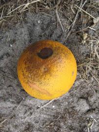              Fruit (Winter Haven, FL)       