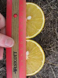              Fruit cross-section (Winter Haven, FL)       