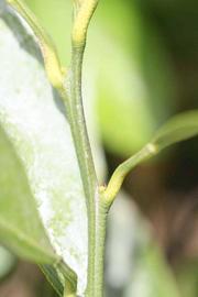            First year twig (Riverside, CA)   